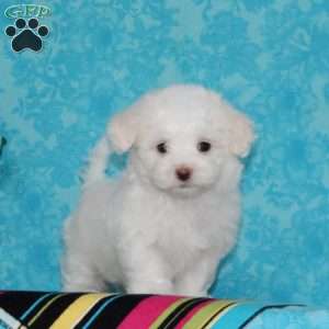 Joseph, Maltipoo Puppy
